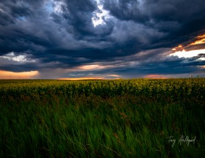 Storm Sunset Over Canola Hi Res   A3